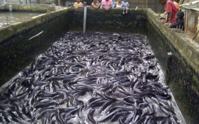 Most Complete Fish Farming Business Plan In Nigeria Pdf Download