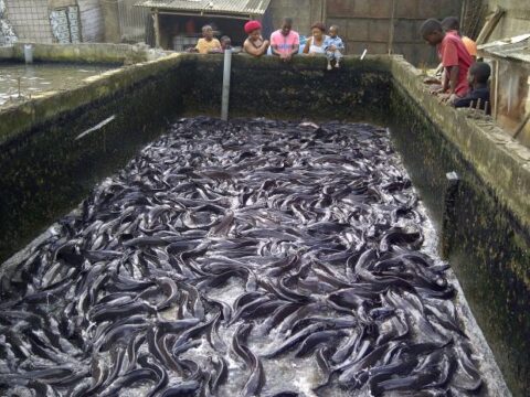 how to write business plan on fish farming in nigeria