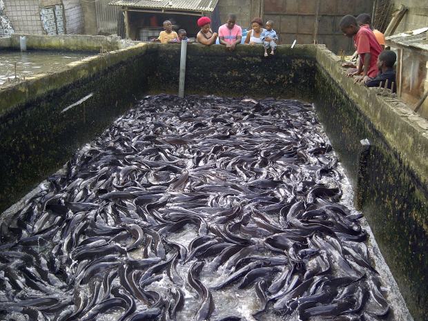 Most Complete Business Plan For Fish Farming In Nigeria NaijaCEO 2023