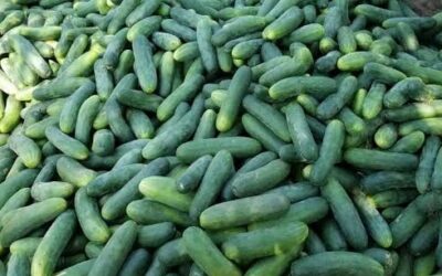 A Complete Cucumber Farming Business Plan In Nigeria PDF