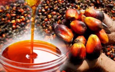 Most Complete Palm Oil Processing Business Plan In Nigeria