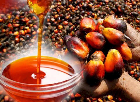 Palm Oil Processing Business Plan In Nigeria