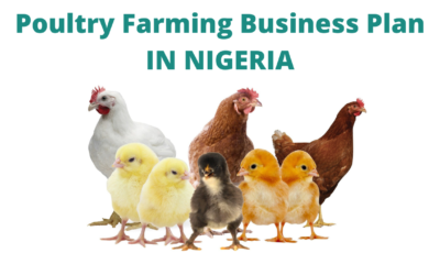 Poultry Farming Business Plan In Nigeria / Feasibility