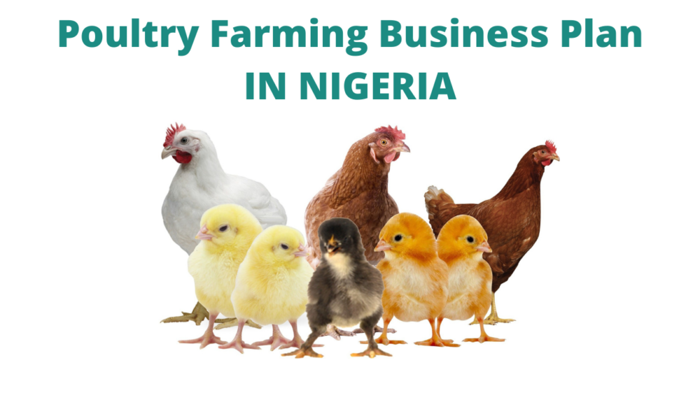 goat farming business plan in nigeria