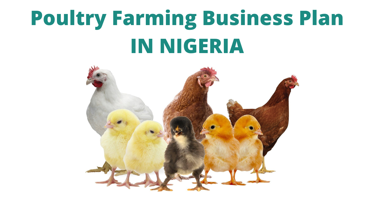 Poultry Business Plan in Nigeria