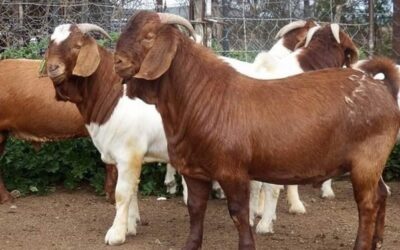Most Complete Goat Farming Business Plan In Nigeria PDF