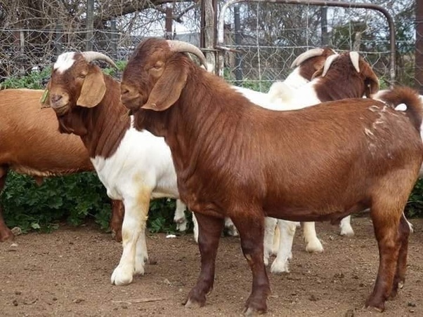 goat farming in Nigeria
