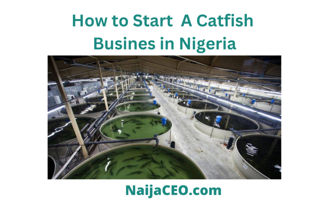 How to start a catfish business in Nigeria Complete Guide