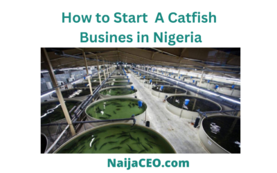 How to start a catfish business in Nigeria Complete Guide