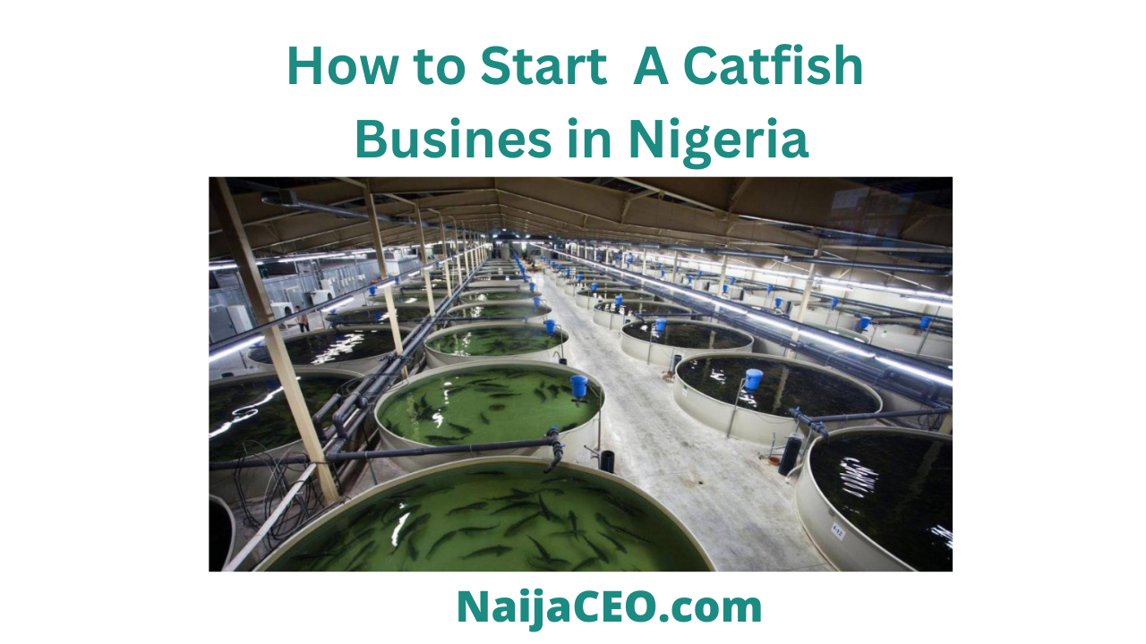 How to Start a Catfish Business in Nigeria